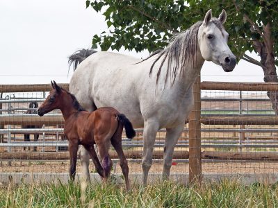 horses-6589614_960_720