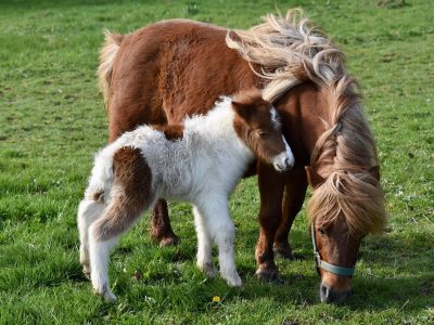 shetland-ponies-7091959_960_720