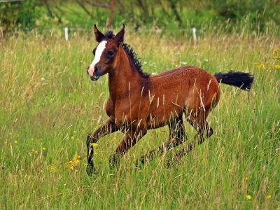 horse-2511911_1280