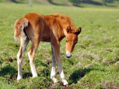 horse-8175419_1280