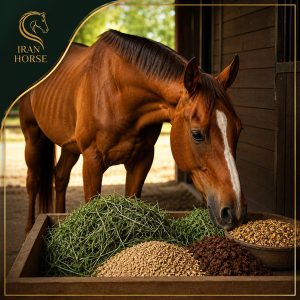 بهترین غذا برای چاق شدن اسب چیست؟