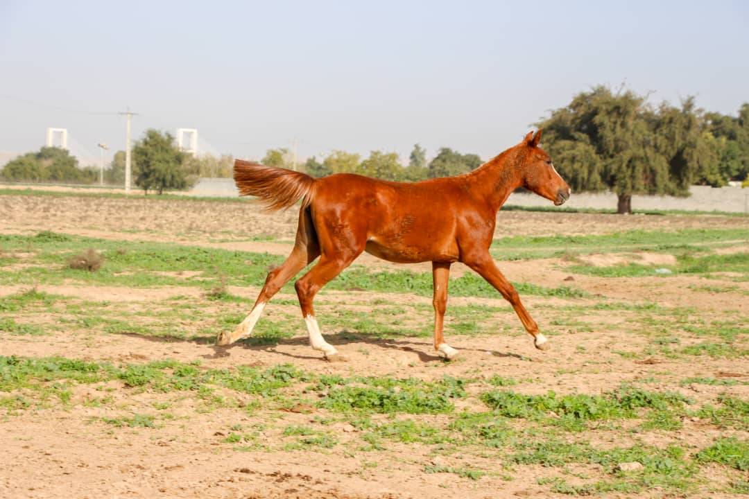 اسب عرب خالص ایرانی