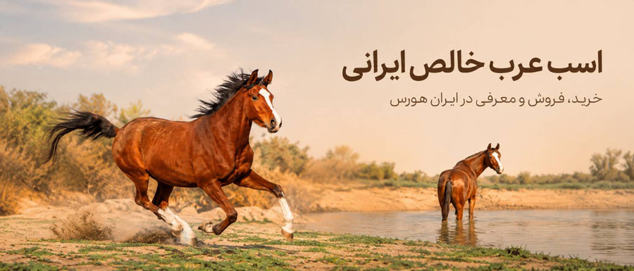 اسب‌ های عرب خالص ایرانی در ایران هورس