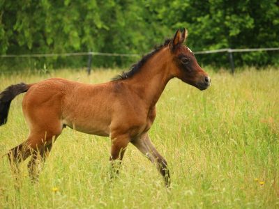 horse-1446690_1280
