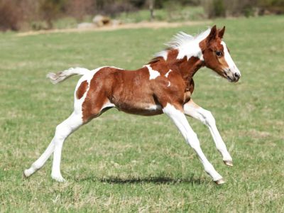 pinto-foal-running-in-pasture